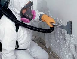 Why You Should Choose Our Mold Remediation Services in Newcastle, OK